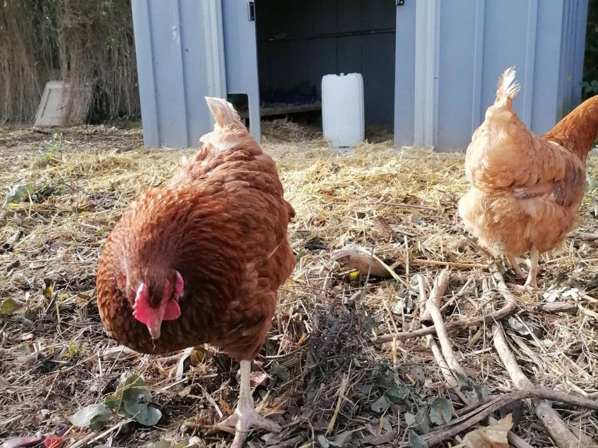 Gite En Campagne Renove Avec Cheminee, Grands Jardins, Wifi, Pres D'Un Village Medieval. - Fr-1-410-334 Moitron-sur-Sarthe Eksteriør billede