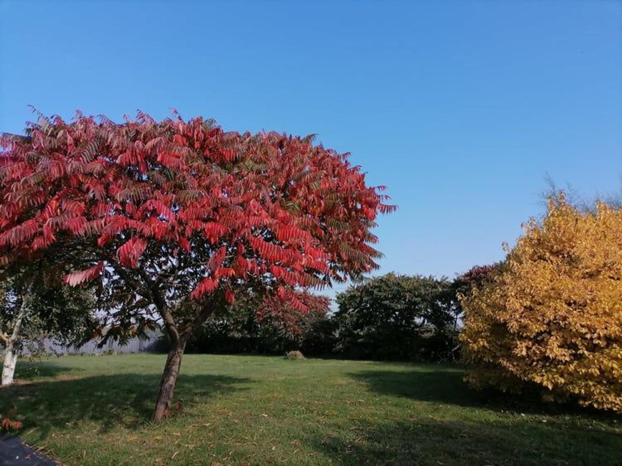 Gite En Campagne Renove Avec Cheminee, Grands Jardins, Wifi, Pres D'Un Village Medieval. - Fr-1-410-334 Moitron-sur-Sarthe Eksteriør billede